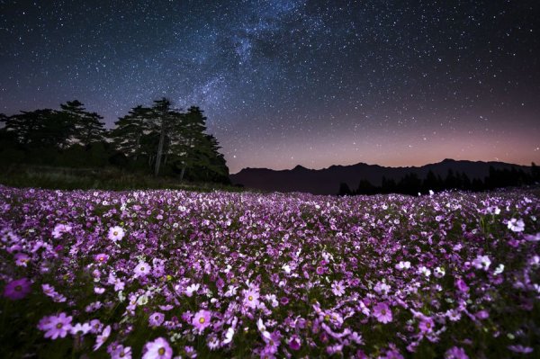 Ночное поле с цветами