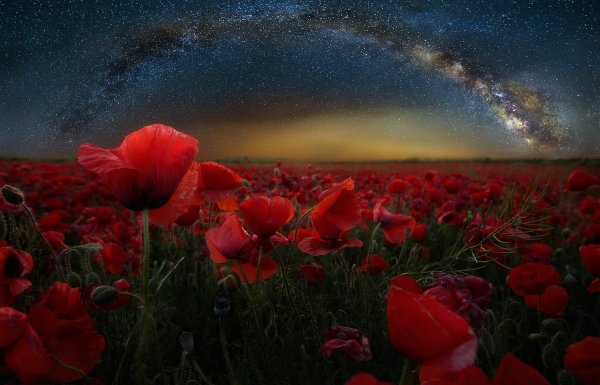 Ночное поле с цветами