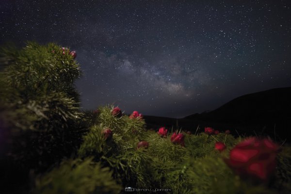 Ночь цветы звезды