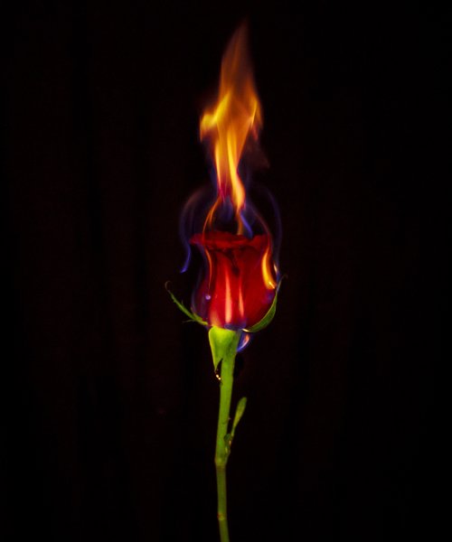 Пламя цветок