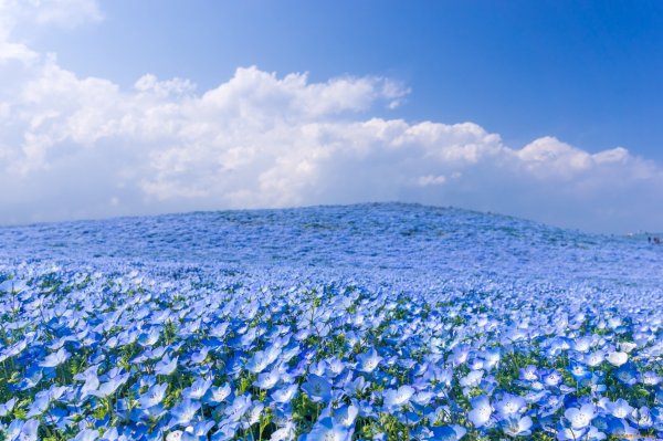 Цветок на фоне синего неба