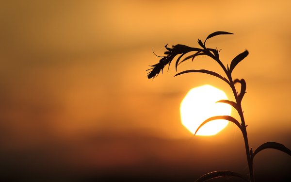 Растение на фоне солнца