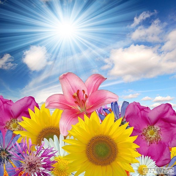 Цветы на фоне солнца