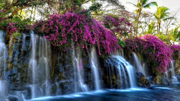 Цветок на фоне водопада