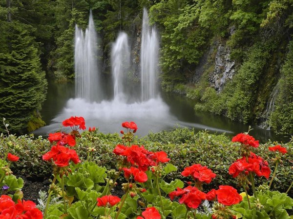 Сад Бутчартов фонтан роз