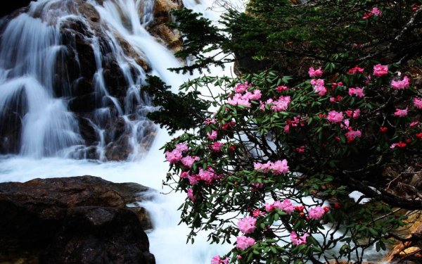 Рододендрон цветет водопадом