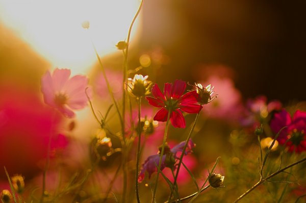 Цветы в лучах солнца