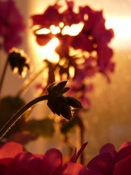 Красивый цветок на фоне заката