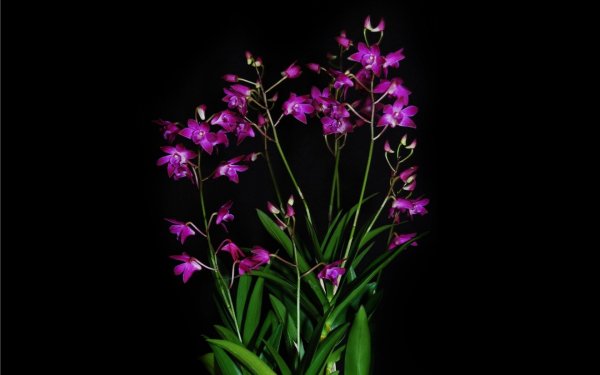 Орхидея Дендробиум синяя