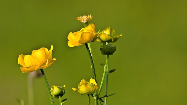 Желтые цветы на зеленом фоне