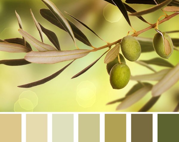 Оливковый цвет дерева