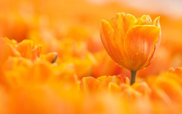 Оранжевые весенние цветы