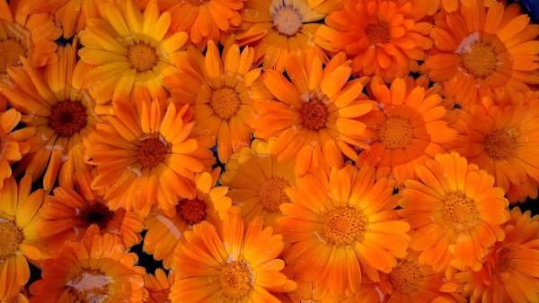 Цветок на оранжевом фоне