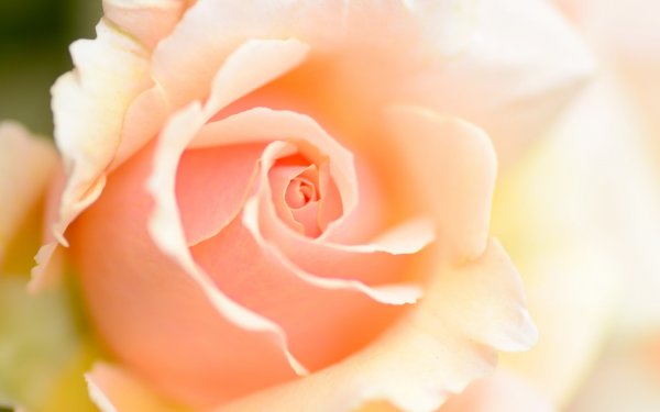 Розы персикового цвета