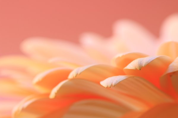 Цветы персикового цвета