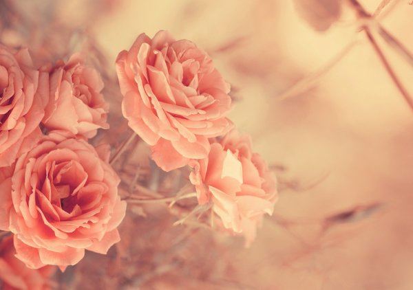 Нежные розово персиковые цветы