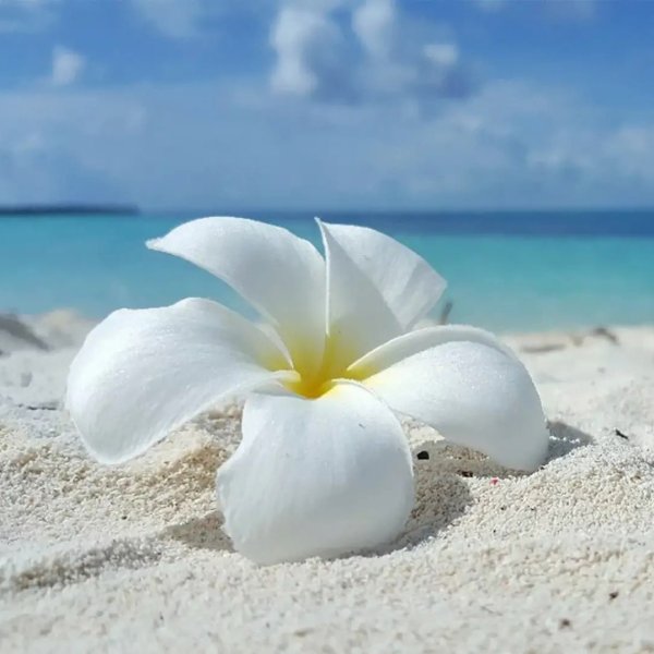 Цветок на песке на фоне моря