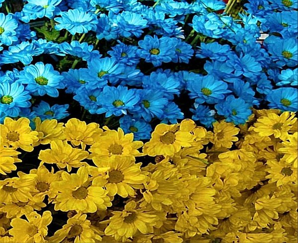 Желто блакитные цветы