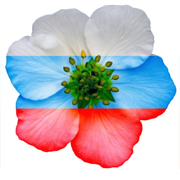Цветы в виде флага России