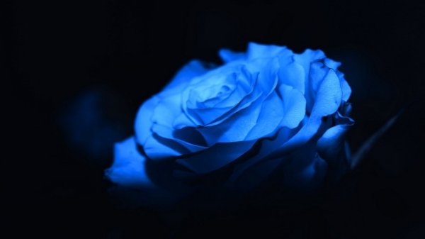 Цветок на темно синем фоне