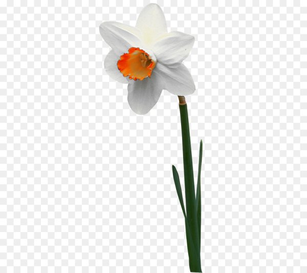 Нарцисс цветок одиночный
