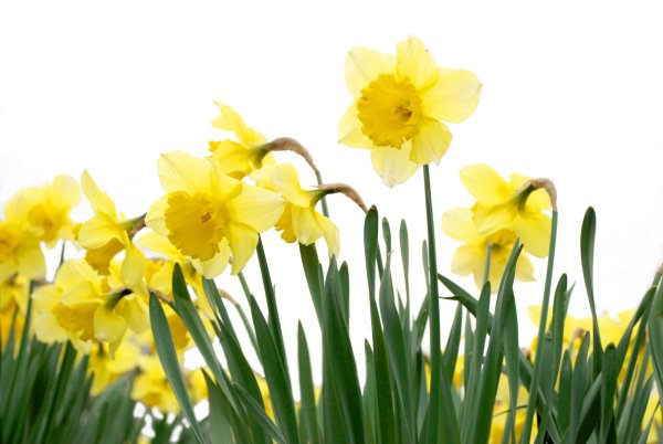 Daffodil цветок