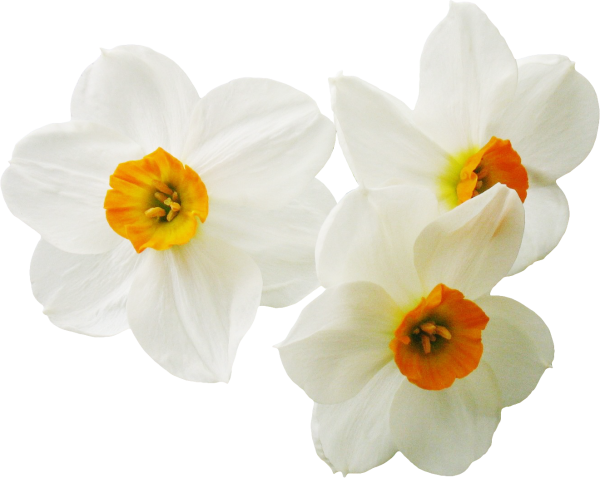 Нарцисс Тиритомба (орхидейный)