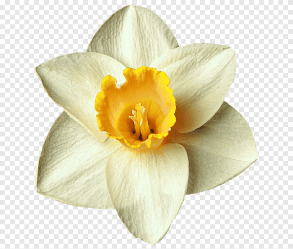 Daffodil цветок