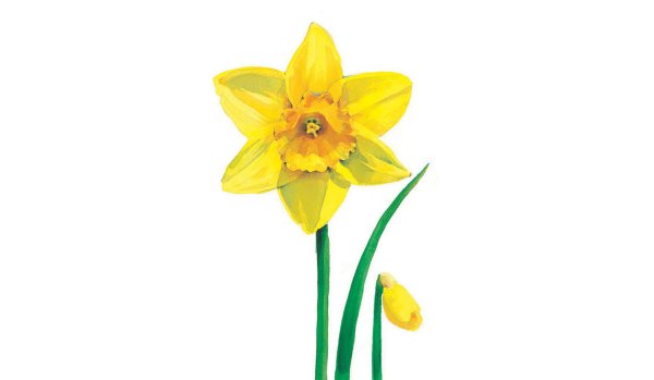 Wales Daffodil символ