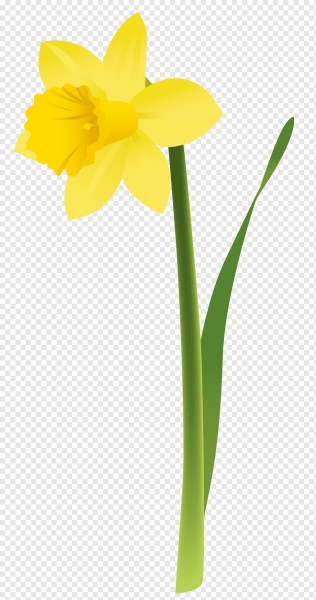 Нарцисс цветок цветы нарциссы