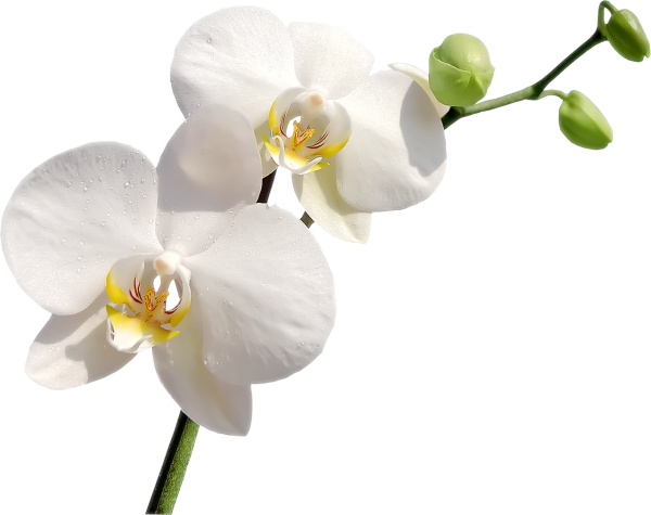 Цветок орхидея на белом фоне