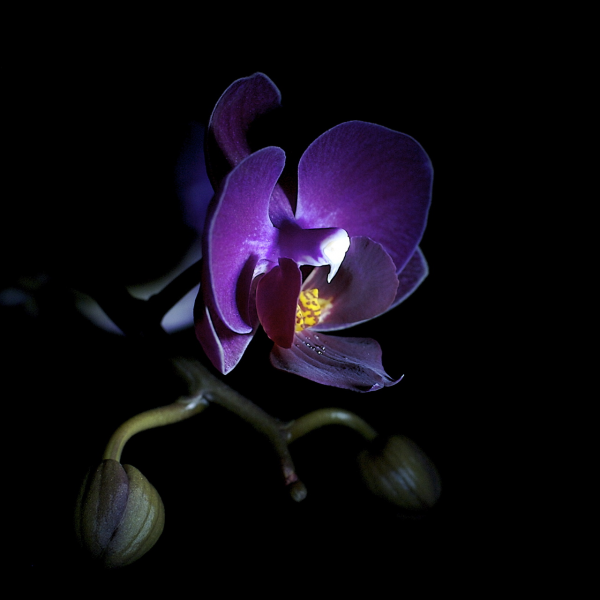 Цветок орхидея на черном фоне