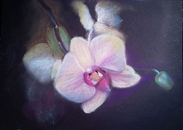 Орхидеи пастелью