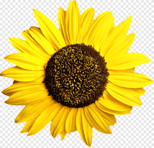 Helianthus annuus (Sunflower) Seed Oil