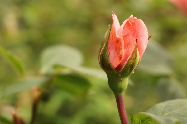 Бутон розы садовой "Tricolor"