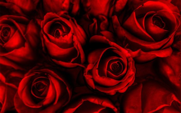 Ярко красные розы