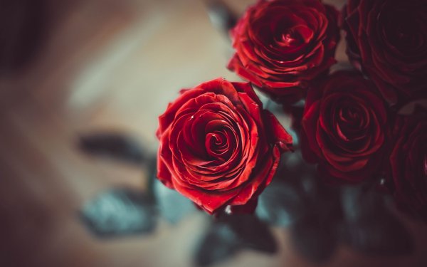 Цветы розы красные