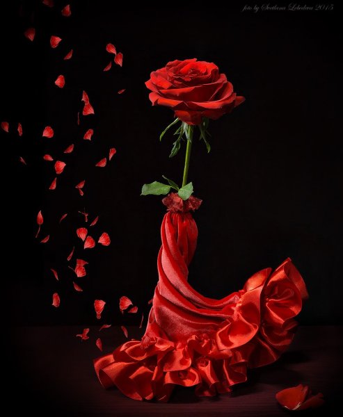 Цветок роза на красном фоне