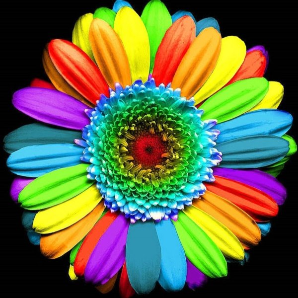 Цветок с разноцветными лепестками на белом фоне