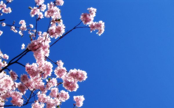 Цветок сакуры на голубом фоне