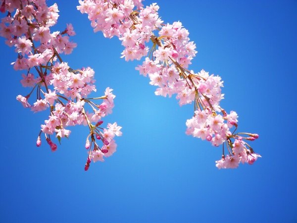 Цветущая Сакура на фоне голубого неба