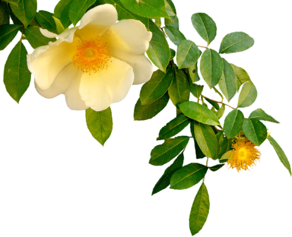 Цветы шиповника на белом фоне