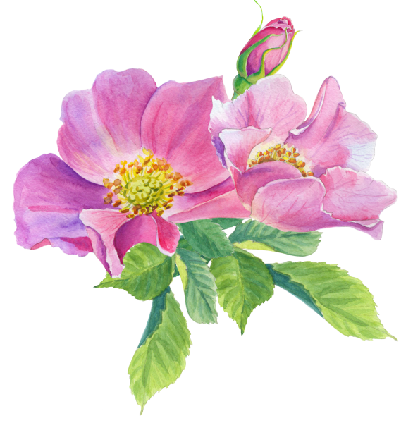 Цветы шиповника акварель