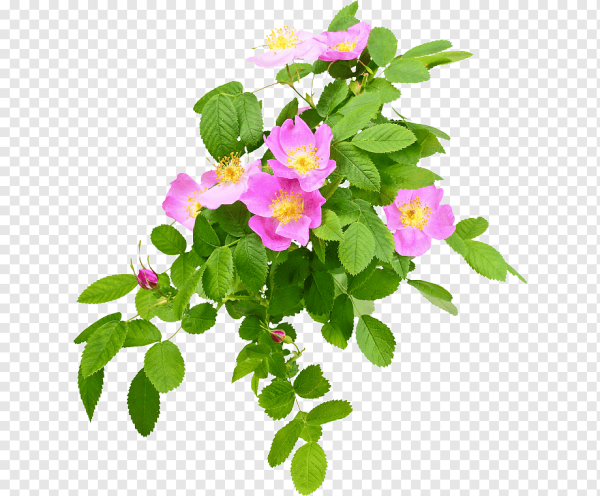 Цветок шиповника на прозрачном фоне