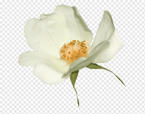 Белые цветы шиповника на прозрачном фоне