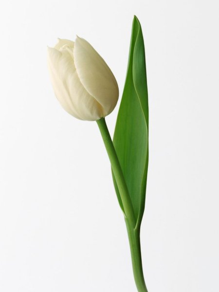 Цветок тюльпан белый фон