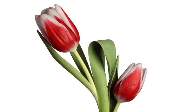 Тюльпаны на прозрачном фоне