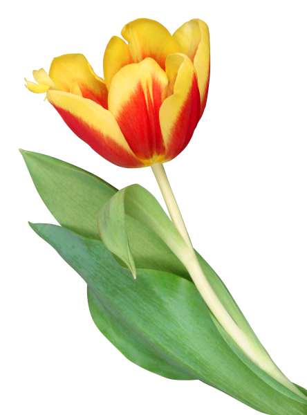 Тюльпаны на белом фоне