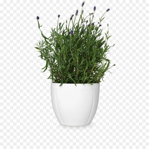 Растение в белом горшке