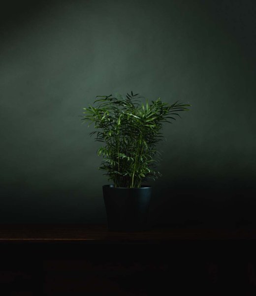 Комнатные растения в темный угол